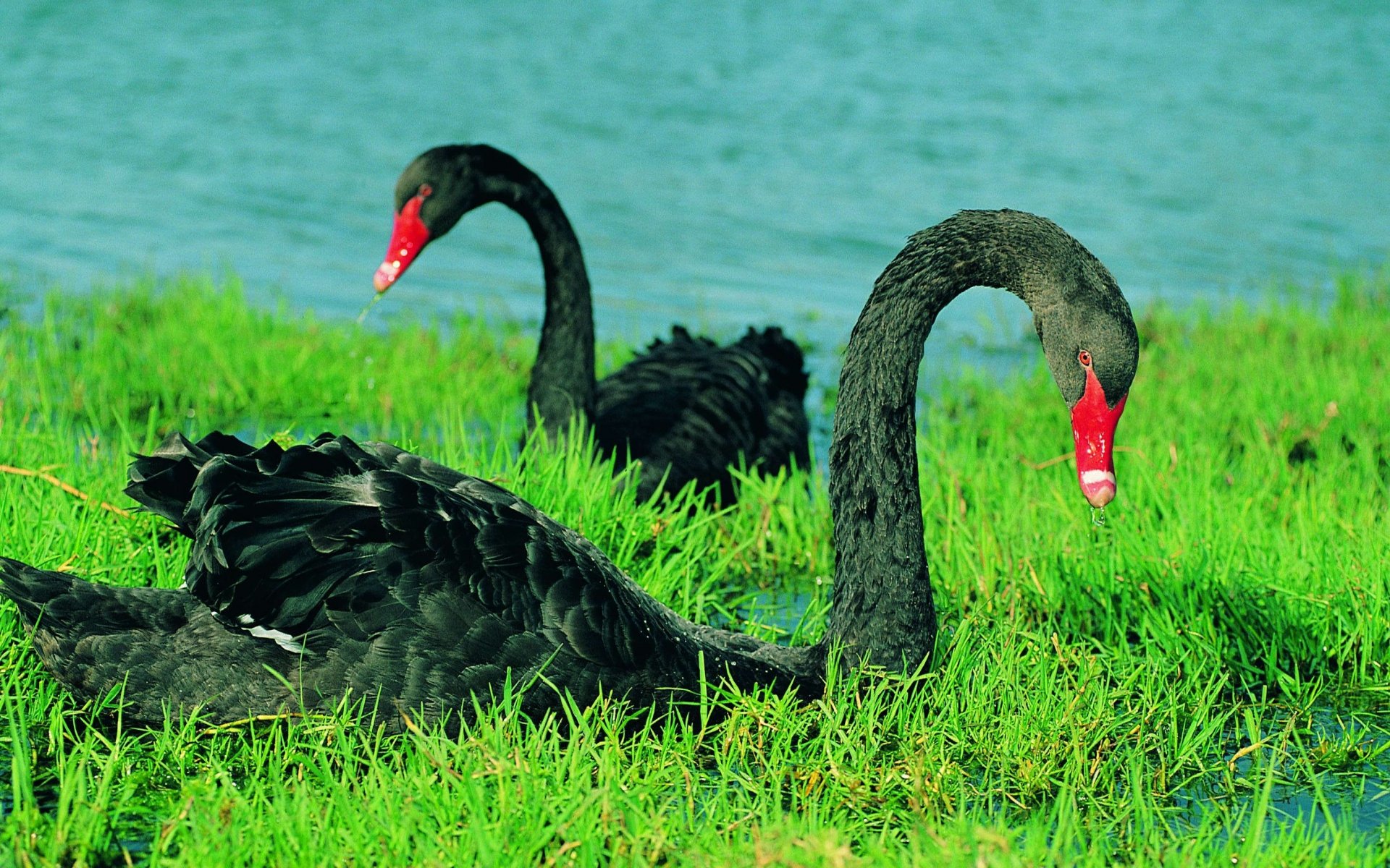HD PC desktop wallpaper and background: a pair of black swan animals with red bills resting on lush green grass at the edge of blue water.