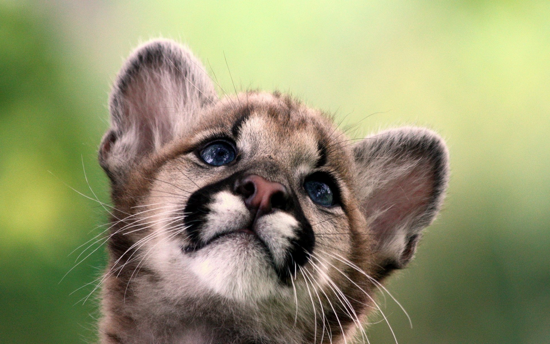 Close-up of a young cougar with soft fur and blue eyes against a blurred green background, featured as an HD PC desktop wallpaper and background.