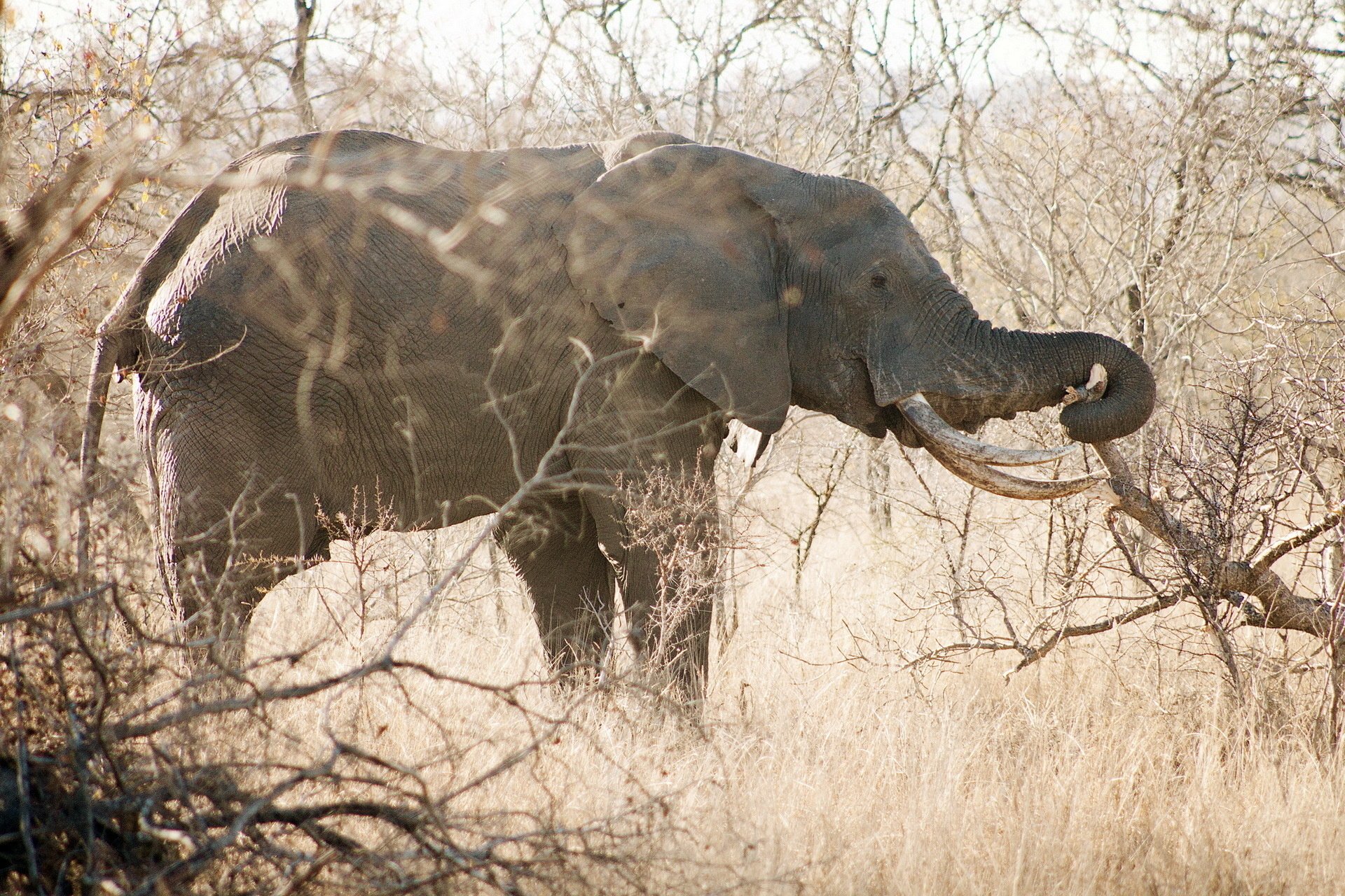 HD PC desktop wallpaper featuring an African bush elephant standing among dry branches in its natural habitat.