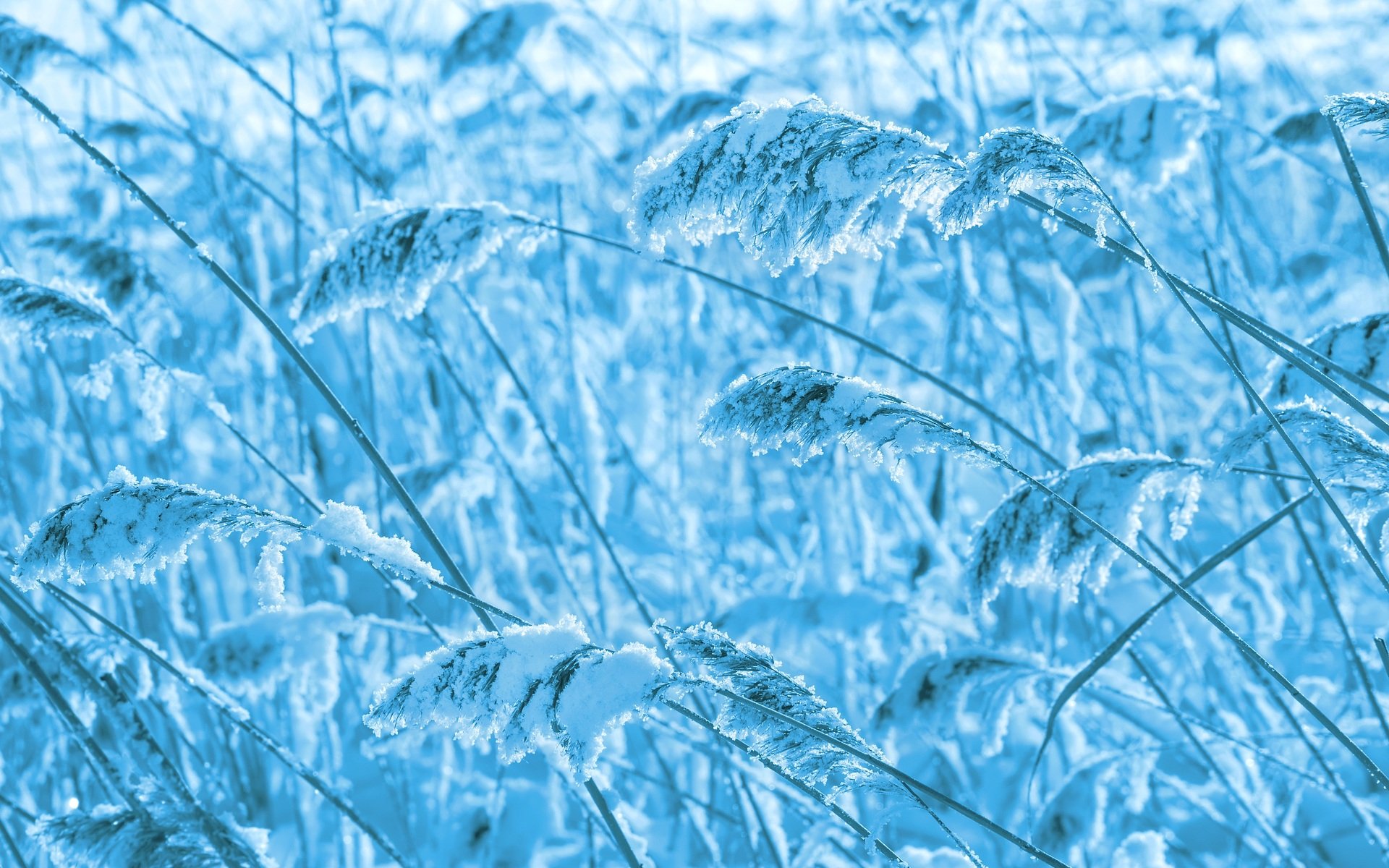 HD desktop wallpaper featuring close-up of frost-covered grass in a nature setting with a cool blue tone.