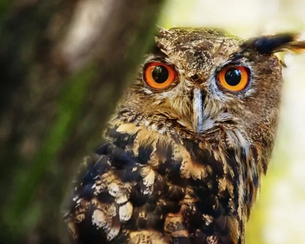 Animal great horned owl HD Desktop Wallpaper | Background Image