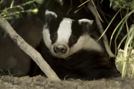Close-up of a badger peeking through underbrush, captured in HD for a PC desktop wallpaper and background.