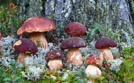 HD nature desktop wallpaper featuring a group of brown mushrooms growing at the base of a tree amidst moss and foliage.