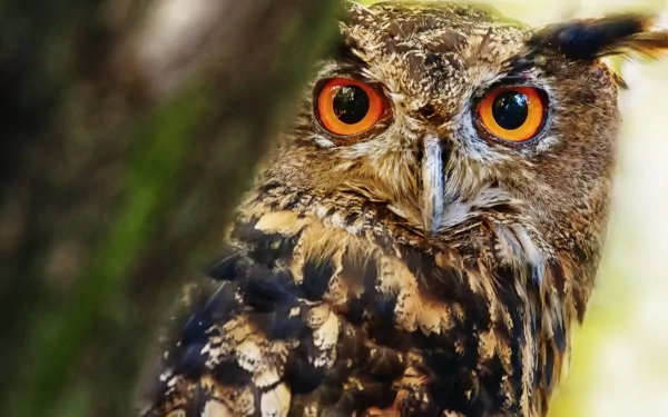 Close-up of a great horned owl with vivid orange eyes, captured in sharp detail as an HD PC desktop wallpaper and background.