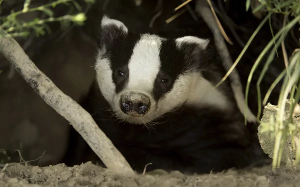 Close-up of a badger peeking through underbrush, captured in HD for a PC desktop wallpaper and background.
