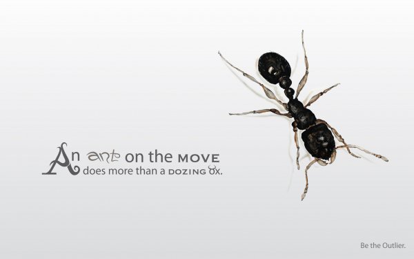 Animal Ant Statement HD Wallpaper | Background Image