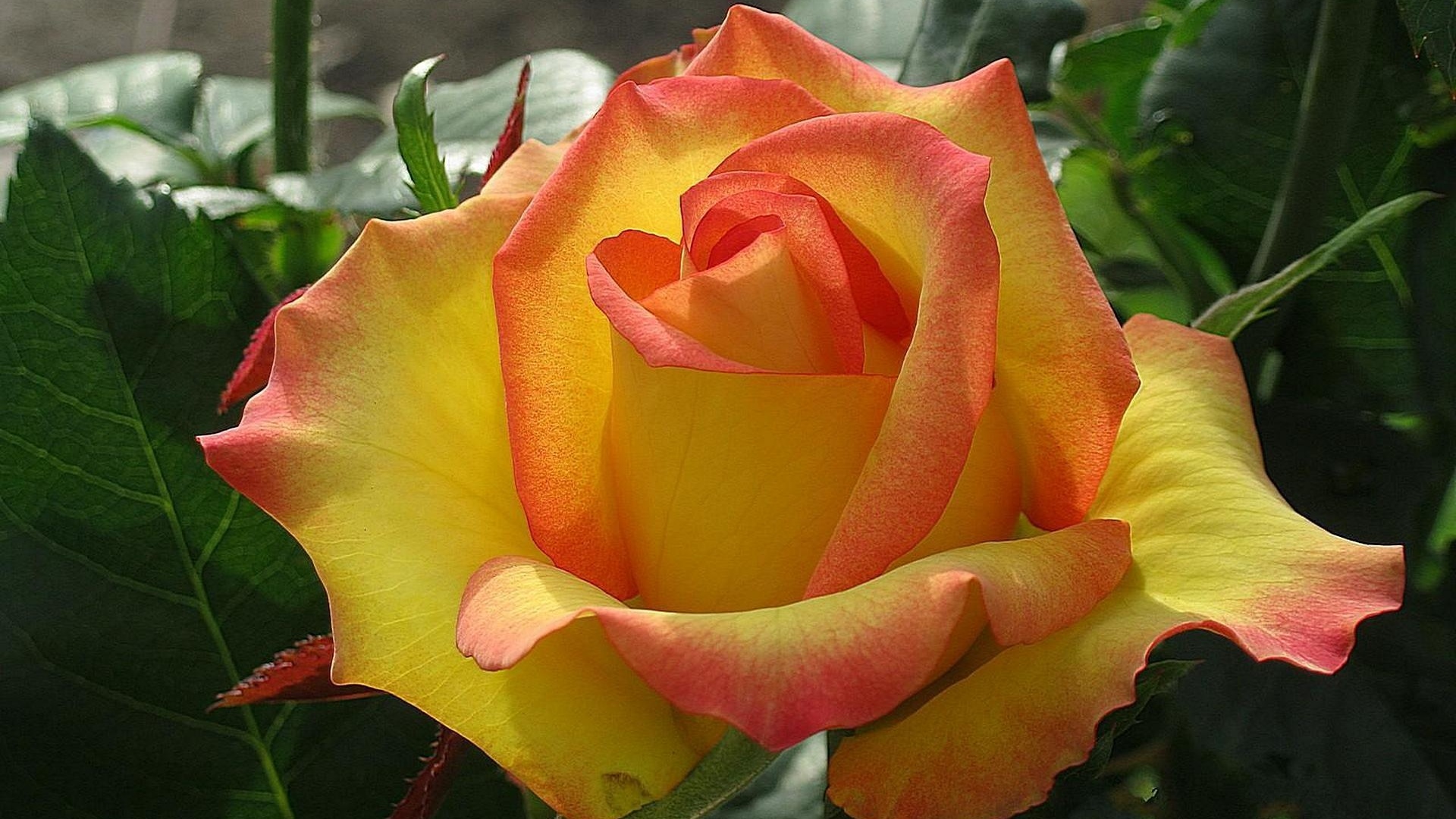 Rose HD Wallpaper Background Image 1920x1080 ID331388