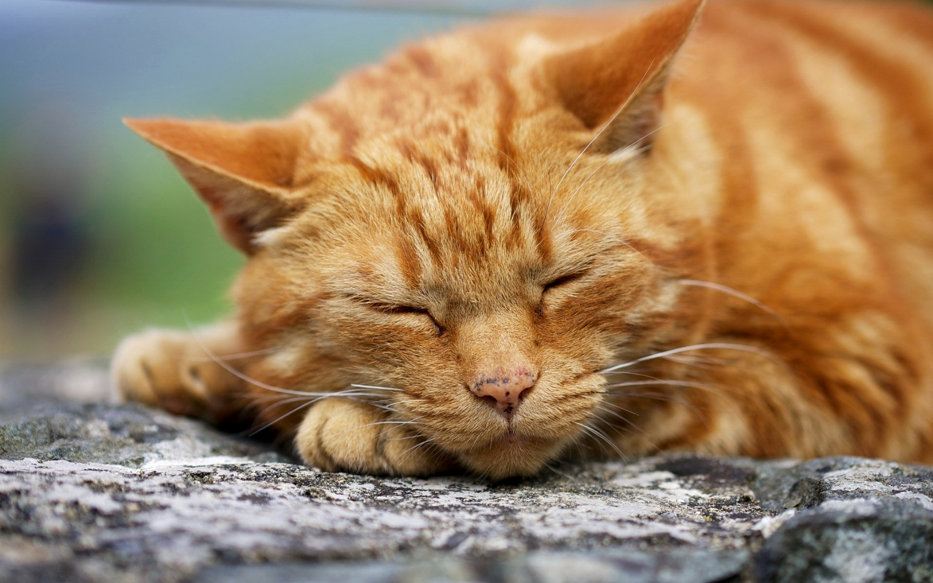 Rüyada Sevimli Kırmızı Kedi Görmek