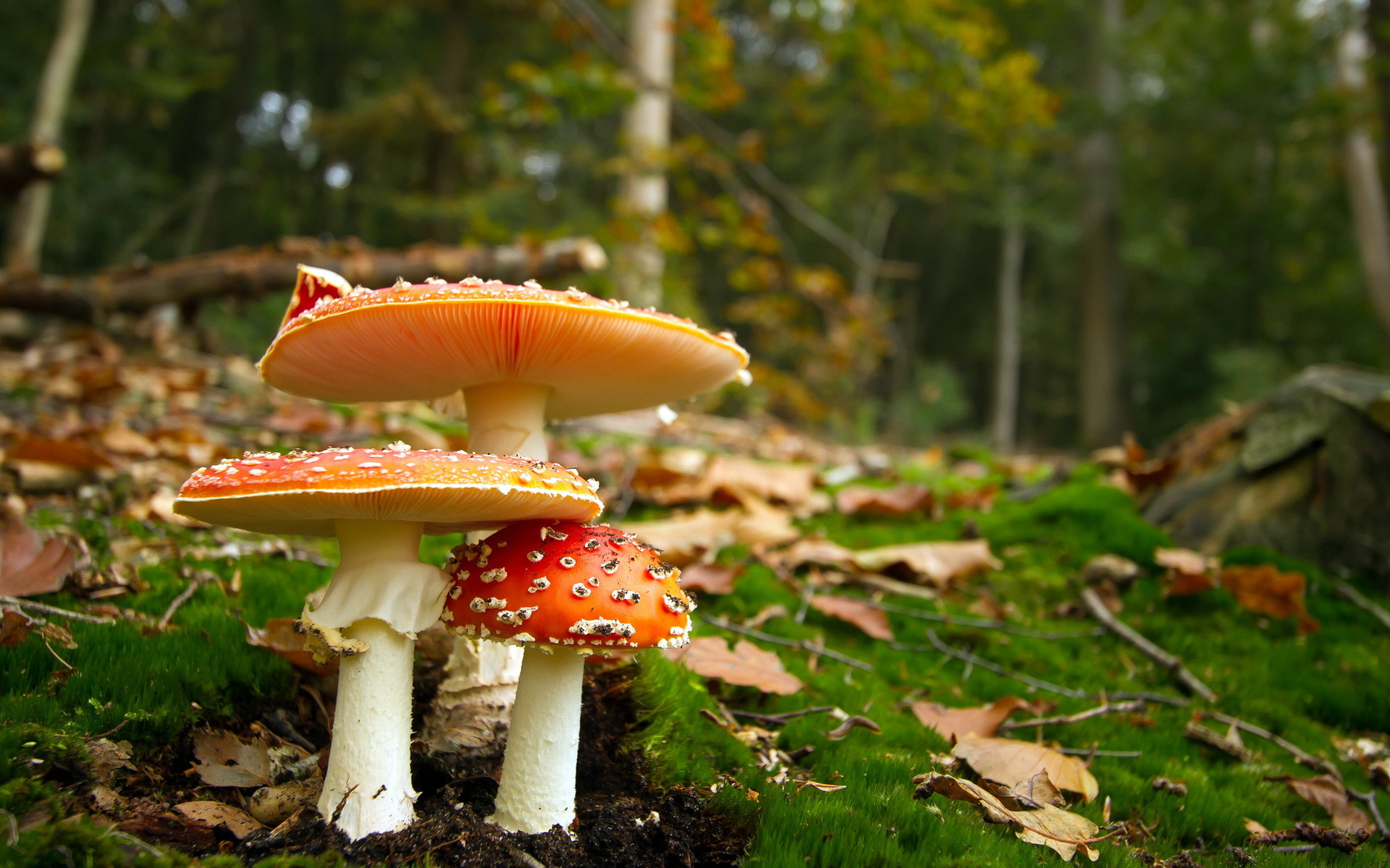 Mushroom HD Wallpaper | Background Image | 1920x1200 | ID:331465