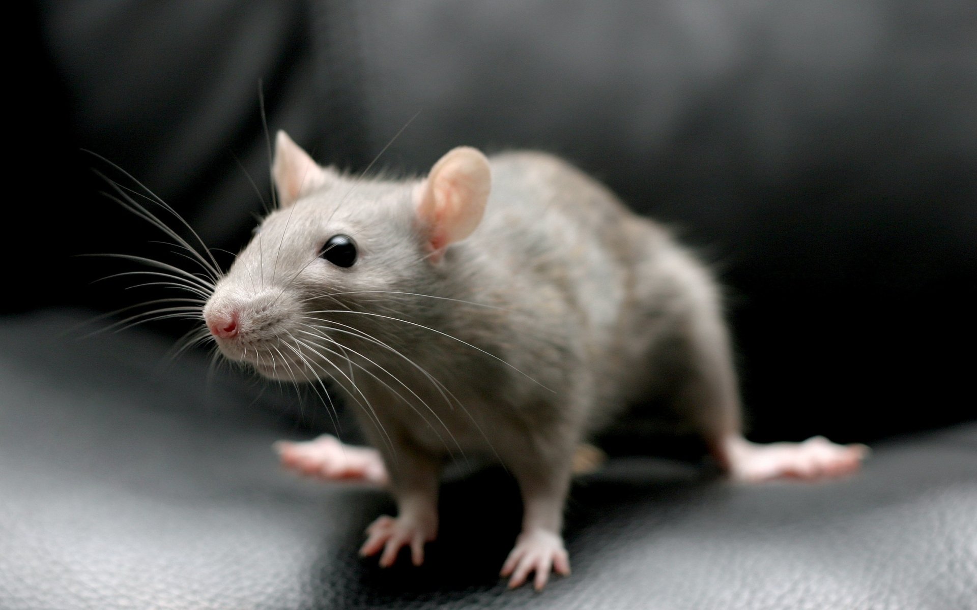 Download Animal Rodent HD Wallpaper