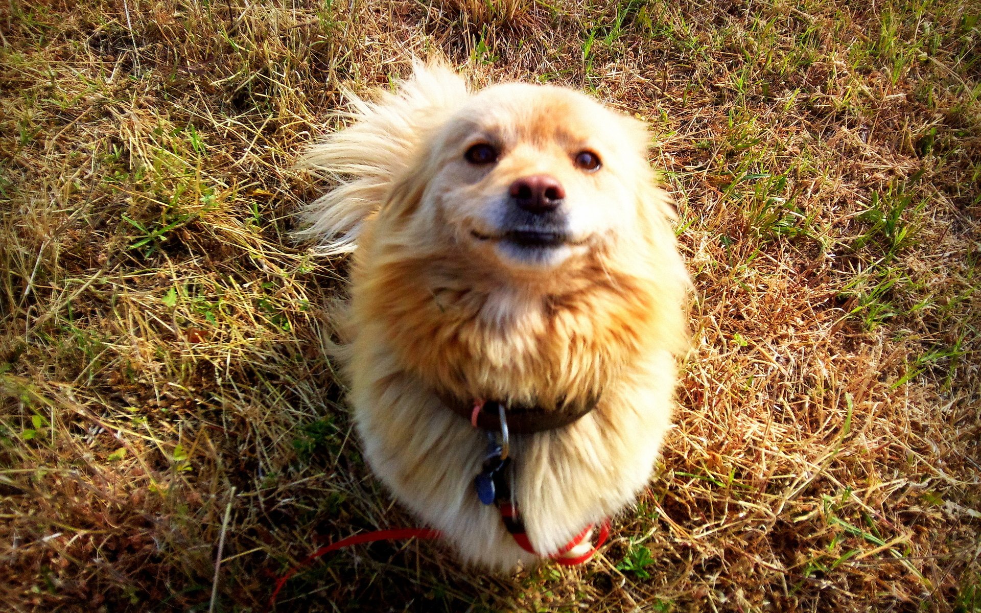 Download Animal Dog HD Wallpaper