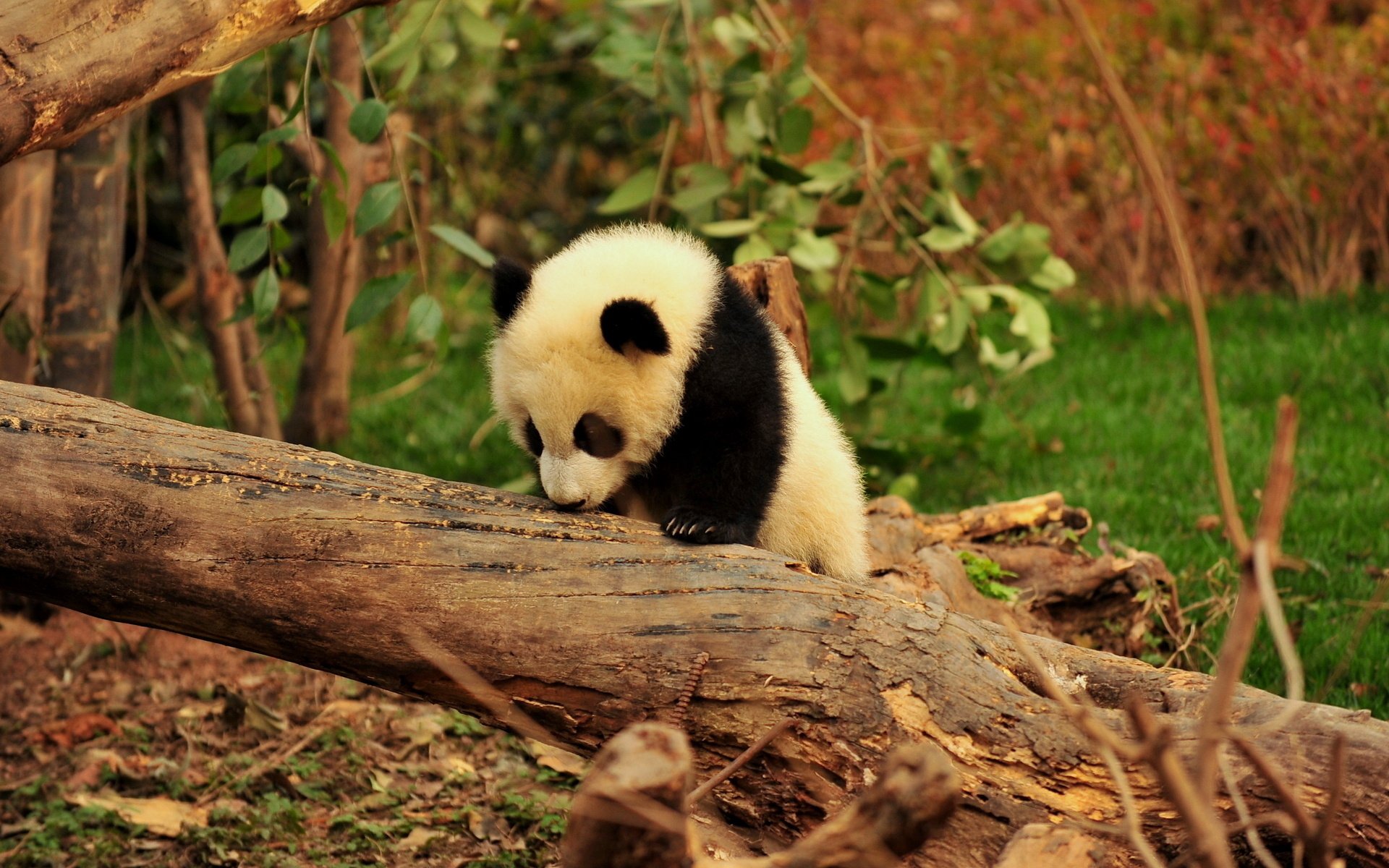 HD PC desktop wallpaper featuring a young panda exploring a natural forest setting with greenery and fallen logs.