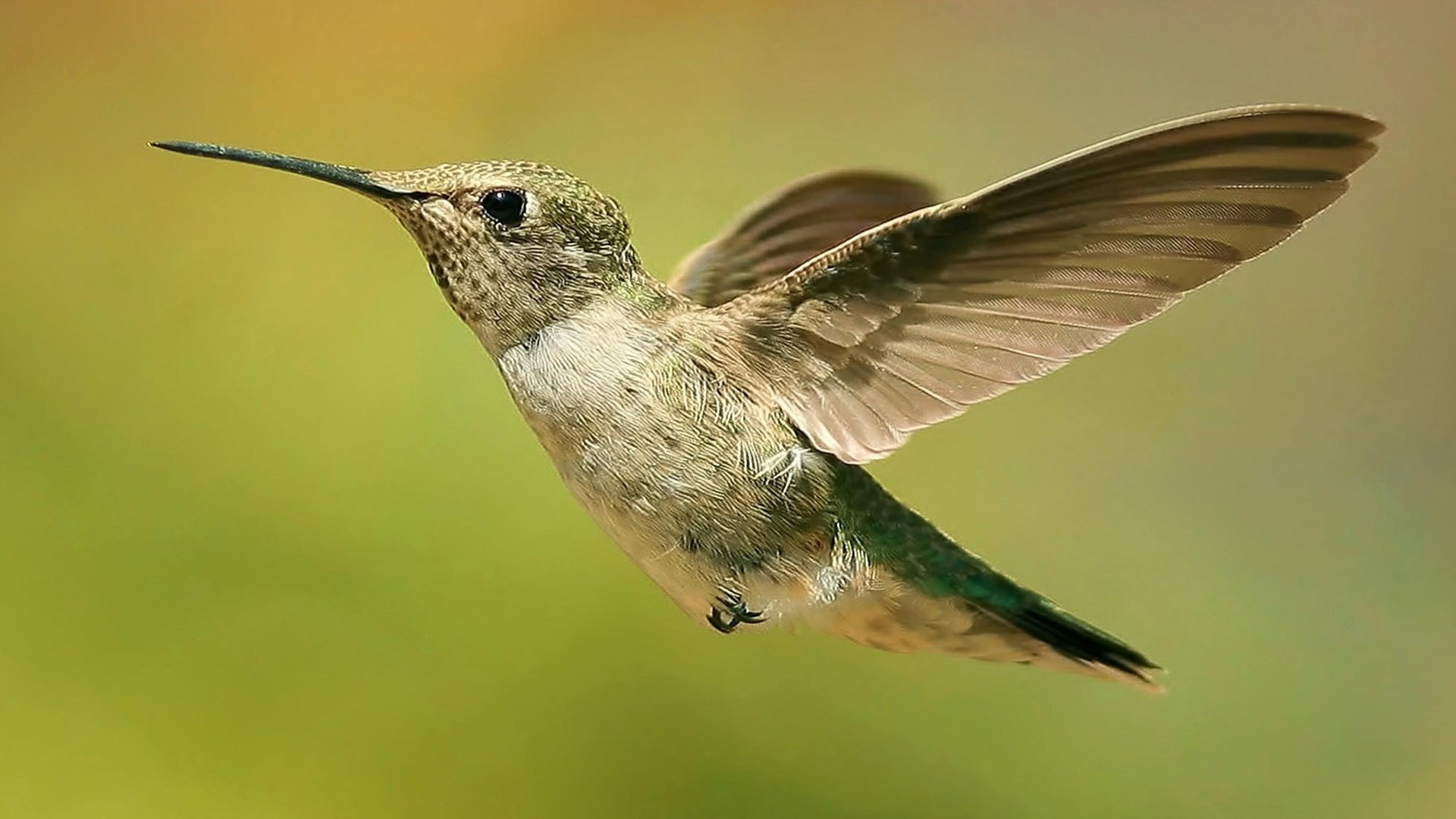 Stunning HD Hummingbird in Flight – Nature’s Tiny Wonder | 1920x1080 ...