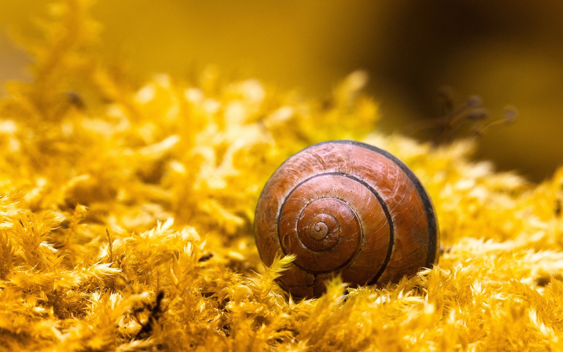 HD desktop wallpaper featuring a close-up of a snail on bright yellow moss, capturing intricate shell details and a warm, golden background.