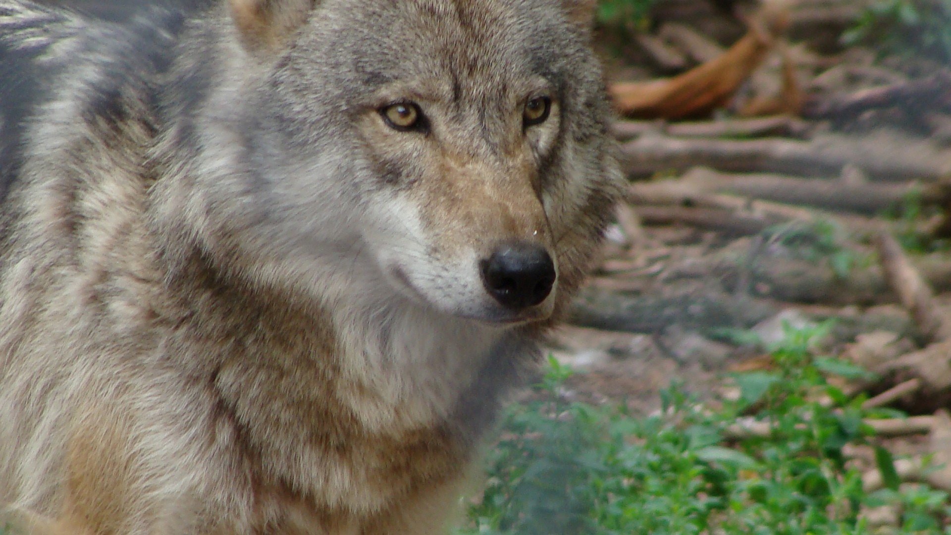 Download Animal Wolf HD Wallpaper