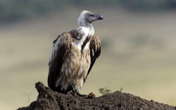 HD PC desktop wallpaper featuring a majestic vulture bird perched on a rocky outcrop against a blurred natural background.