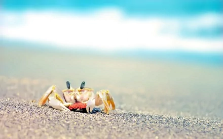 A close-up of a crab on sandy beach, with gentle waves in the background. This vibrant HD wallpaper captures the essence of ocean life and tranquility.
