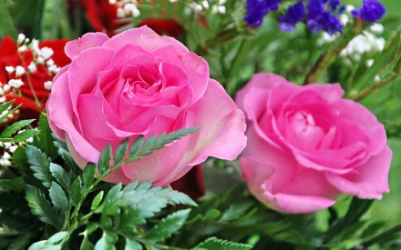 HD desktop wallpaper featuring a close-up of two vibrant pink roses amidst lush green leaves and small purple flowers, showcasing the beauty of nature.