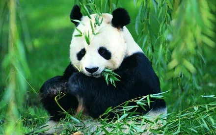 Animal panda HD Desktop Wallpaper | Background Image