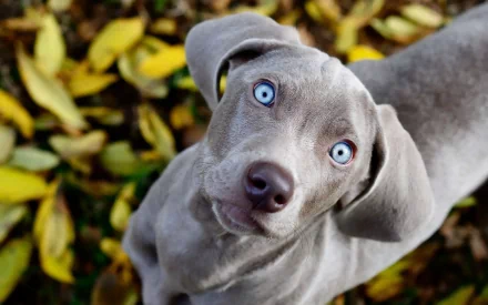 Animal weimaraner HD Desktop Wallpaper | Background Image
