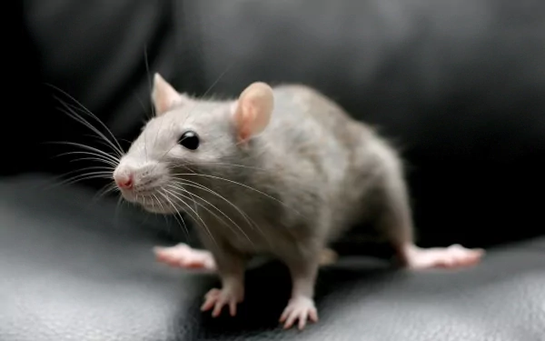 Animal rodent HD Desktop Wallpaper | Background Image