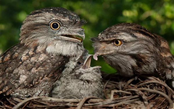 Animal Tawny Frogmouth HD Desktop Wallpaper | Background Image