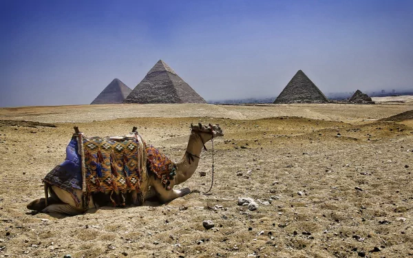 HD PC desktop wallpaper showing a camel resting in the desert with the Great Pyramids of Giza under a clear blue sky.