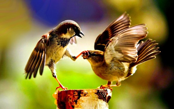Animal Sparrow Birds Passerines Bird HD Wallpaper | Background Image