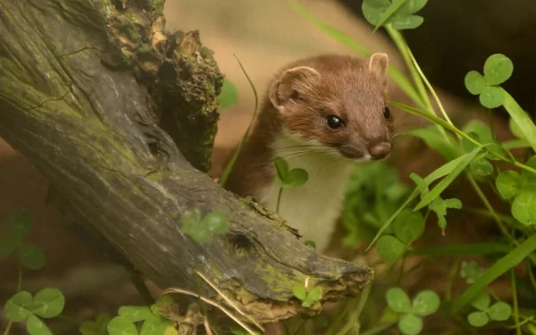 Animal rodent HD Desktop Wallpaper | Background Image