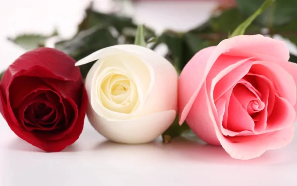 A vibrant HD desktop wallpaper featuring three beautifully arranged roses in red, white, and pink, surrounded by lush green leaves, celebrating the beauty of nature.