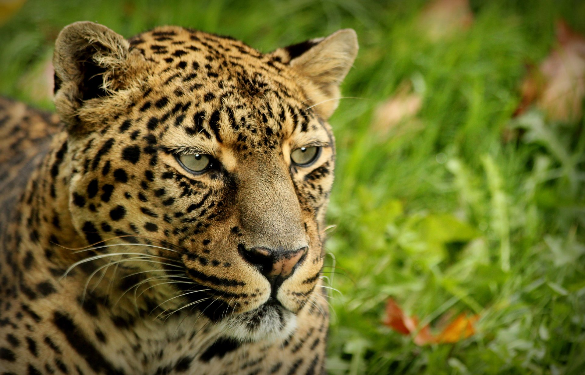 Download Animal Leopard 4k Ultra HD Wallpaper