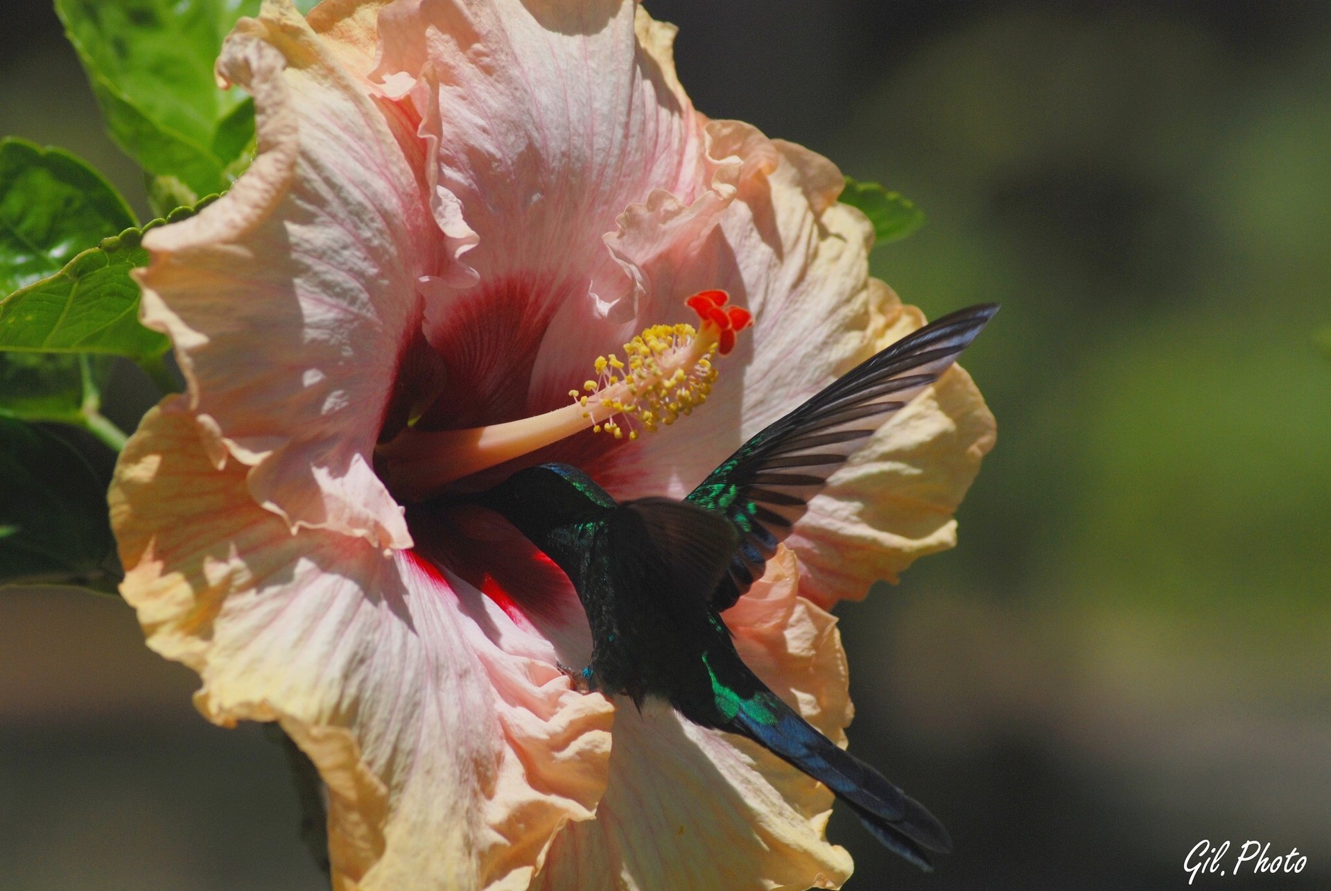HD PC desktop wallpaper featuring a vibrant hummingbird feeding from a large peach-colored hibiscus flower against a blurred green background.