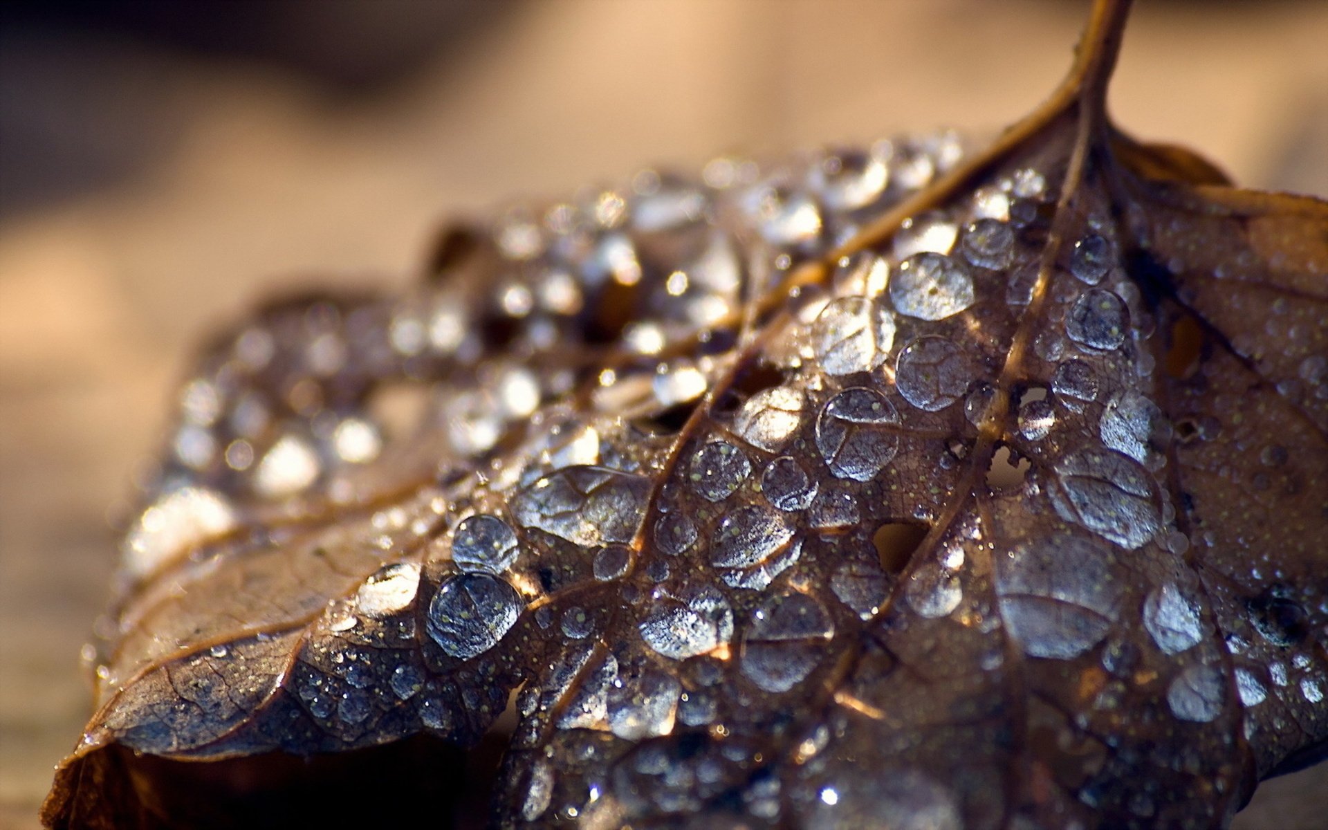 HD PC desktop wallpaper/background: nature close-up of a leaf dusted with glistening water droplets against a warm bokeh backdrop.