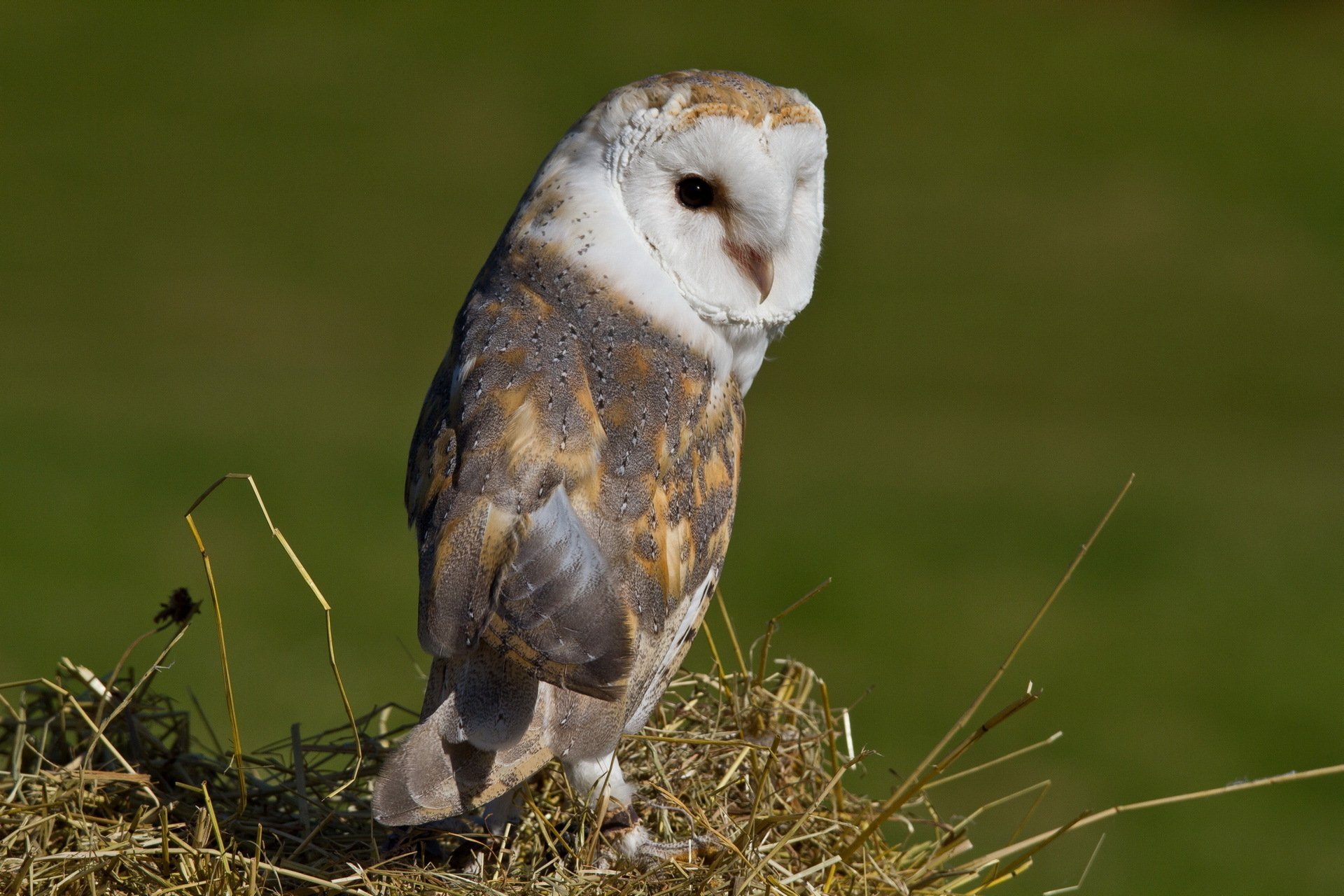 HD PC desktop wallpaper showing an animal, a barn owl perched on a hay mound with a soft green background.