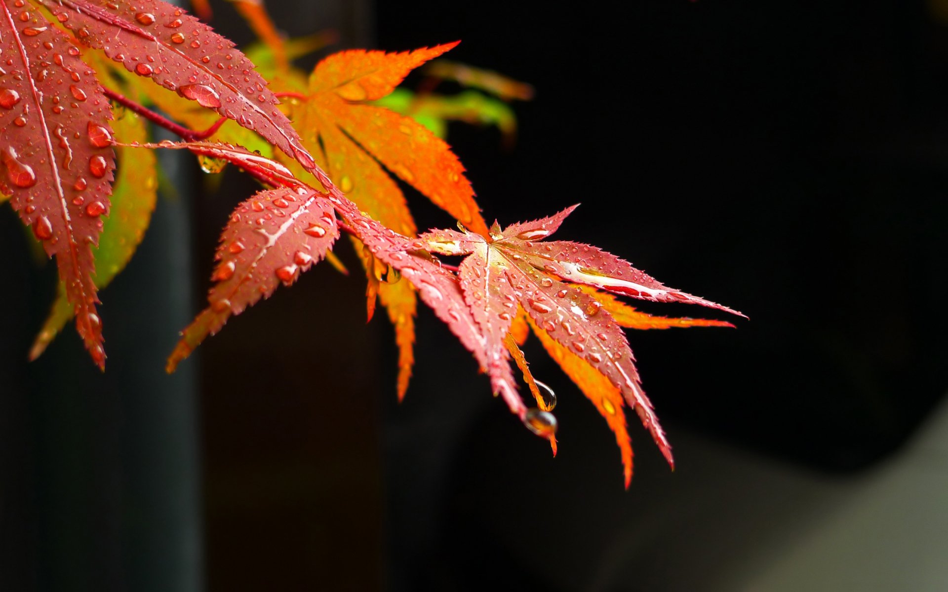 A close-up of vibrant autumn leaves with droplets of water, showcasing stunning colors of red and orange. This high-definition nature image serves as a beautiful desktop wallpaper.