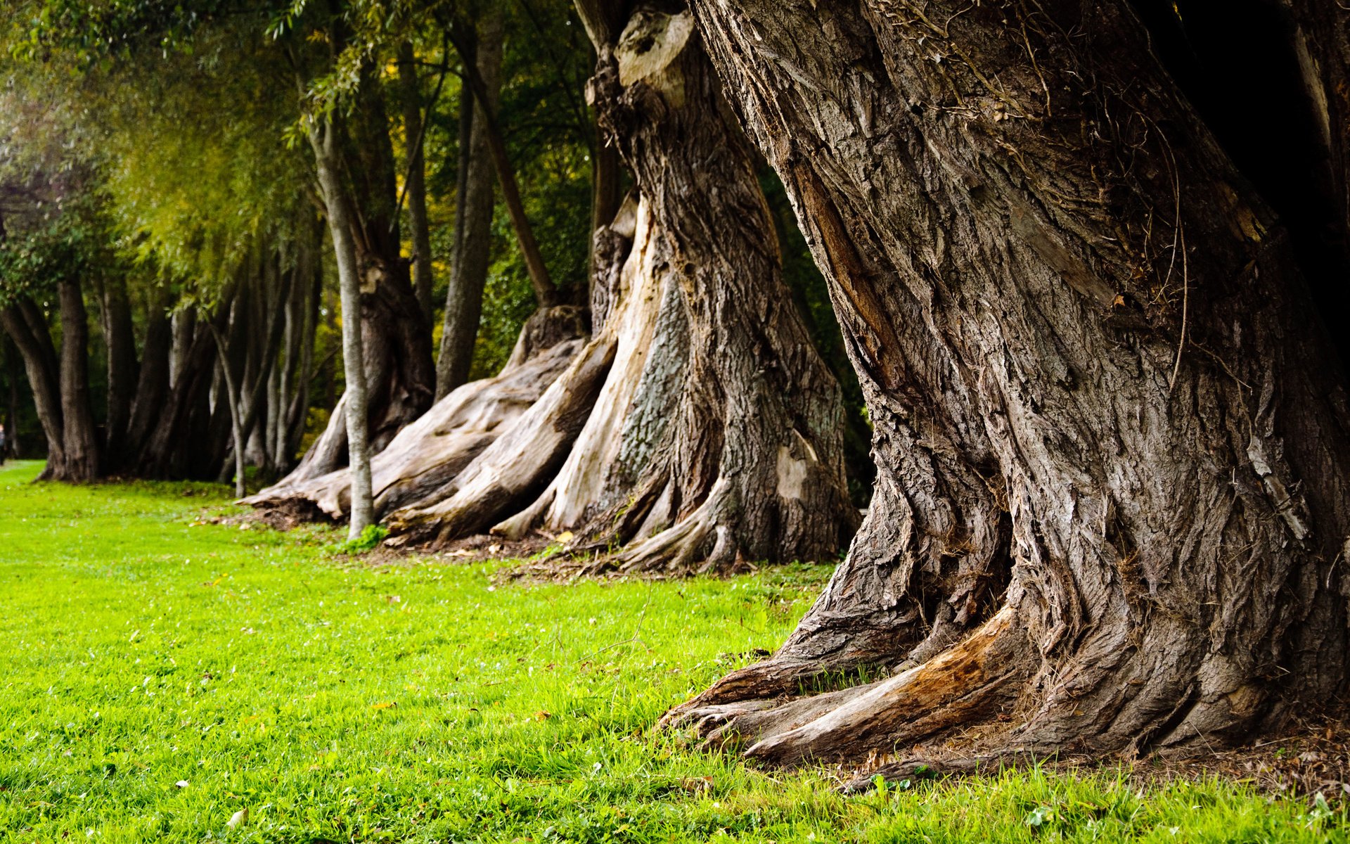 Close-up HD desktop wallpaper of large tree trunks with textured bark and green grass, set in a serene natural forest environment.