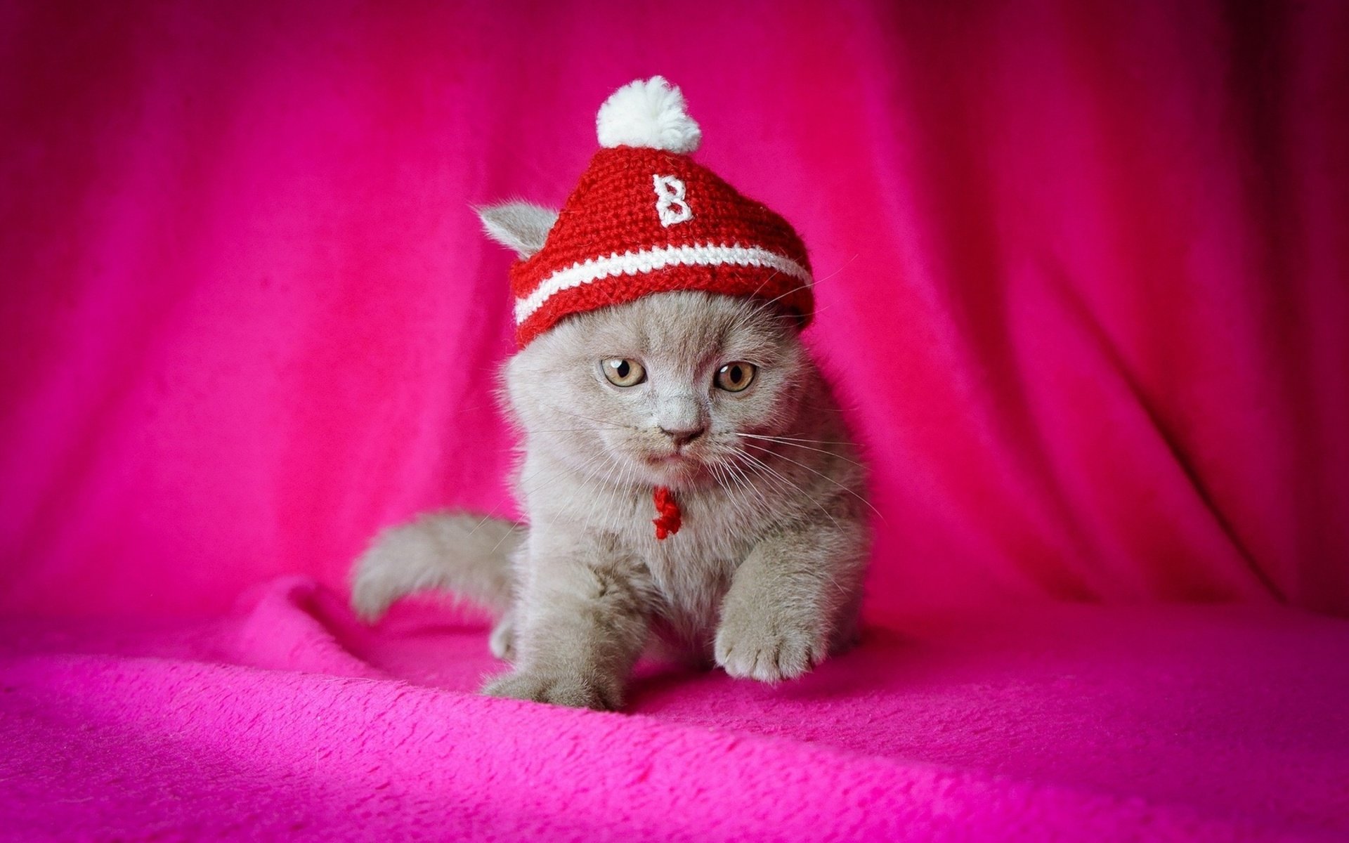 A playful gray kitten wearing a red knitted hat sits on a vibrant pink background, making for an adorable animal-themed HD PC desktop wallpaper.