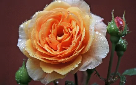 Close-up of a dewy orange rose flower and buds against a blurred background, captured in HD quality as a vibrant PC desktop wallpaper and nature scene.