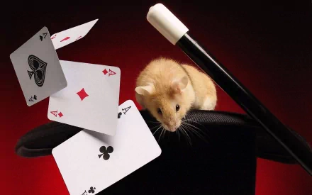HD desktop wallpaper featuring a hamster perched on a magician's top hat with playing cards and a magic wand against a dark red background.