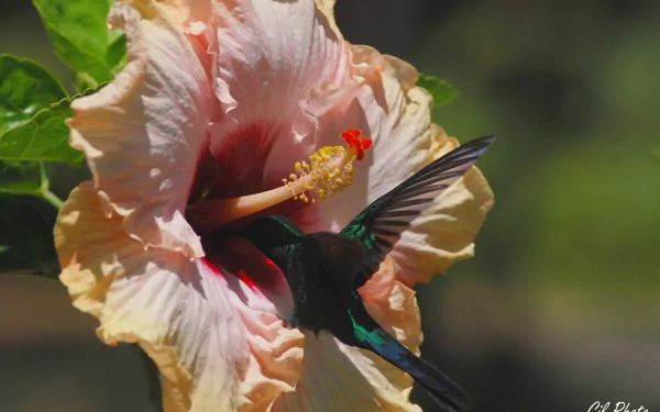 HD PC desktop wallpaper featuring a vibrant hummingbird feeding from a large peach-colored hibiscus flower against a blurred green background.