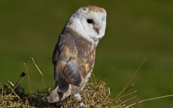 HD PC desktop wallpaper showing an animal, a barn owl perched on a hay mound with a soft green background.
