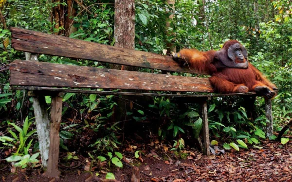 A relaxed orangutan lounging on a rustic wooden bench in a lush forest, captured in high definition for a PC desktop wallpaper.