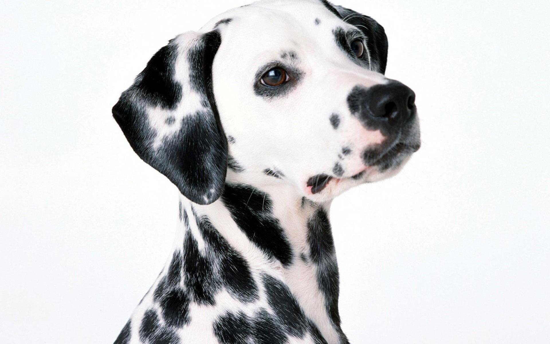 HD desktop wallpaper featuring a close-up portrait of a Dalmatian dog with distinctive black spots on a white background.