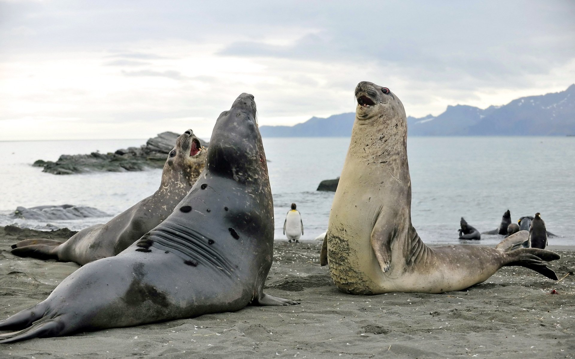 HD desktop wallpaper featuring a group of elephant seals resting on a sandy shore with a calm sea and distant mountains in the background.