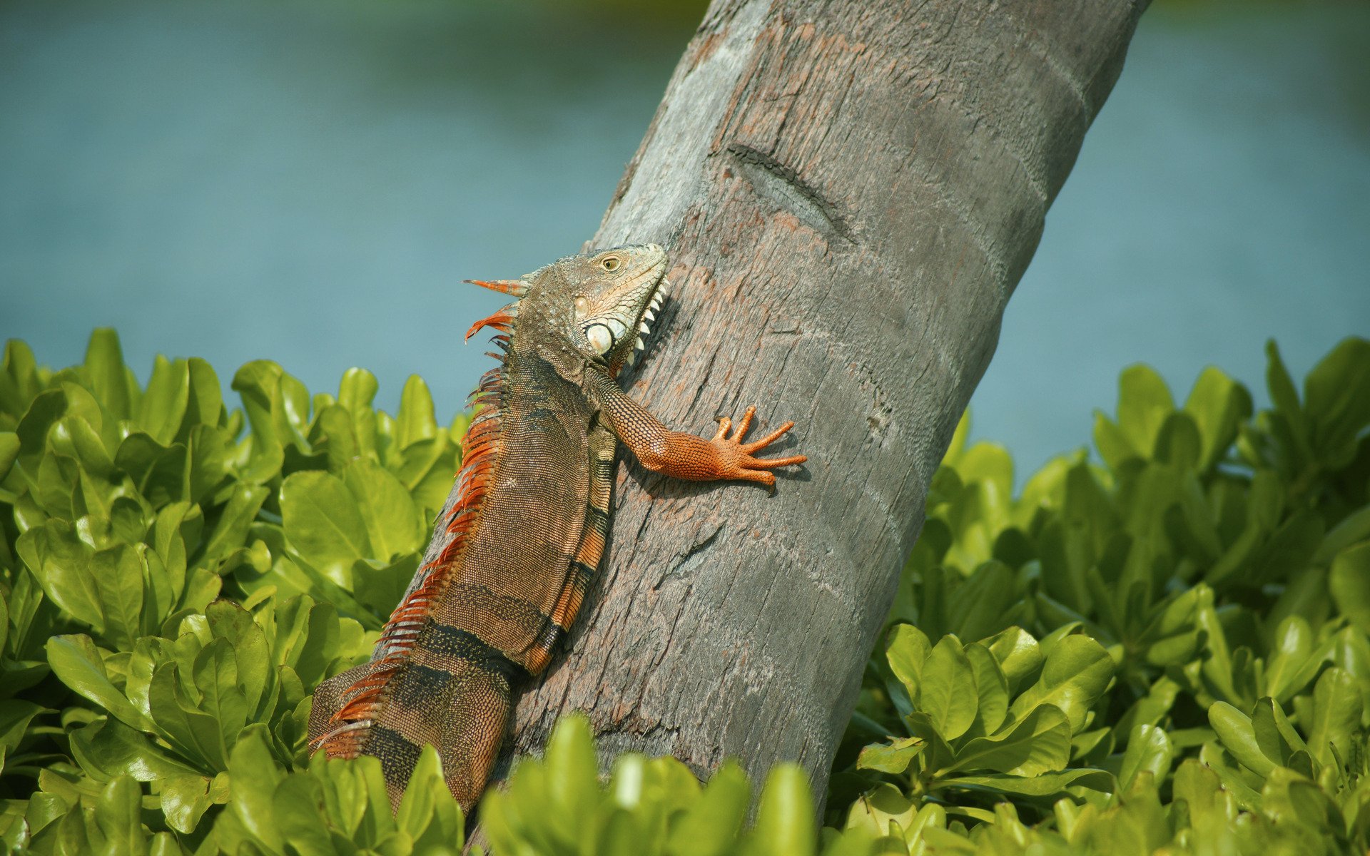 HD PC desktop wallpaper background showing an iguana (animal) clinging to a sunlit tree trunk above lush green foliage.