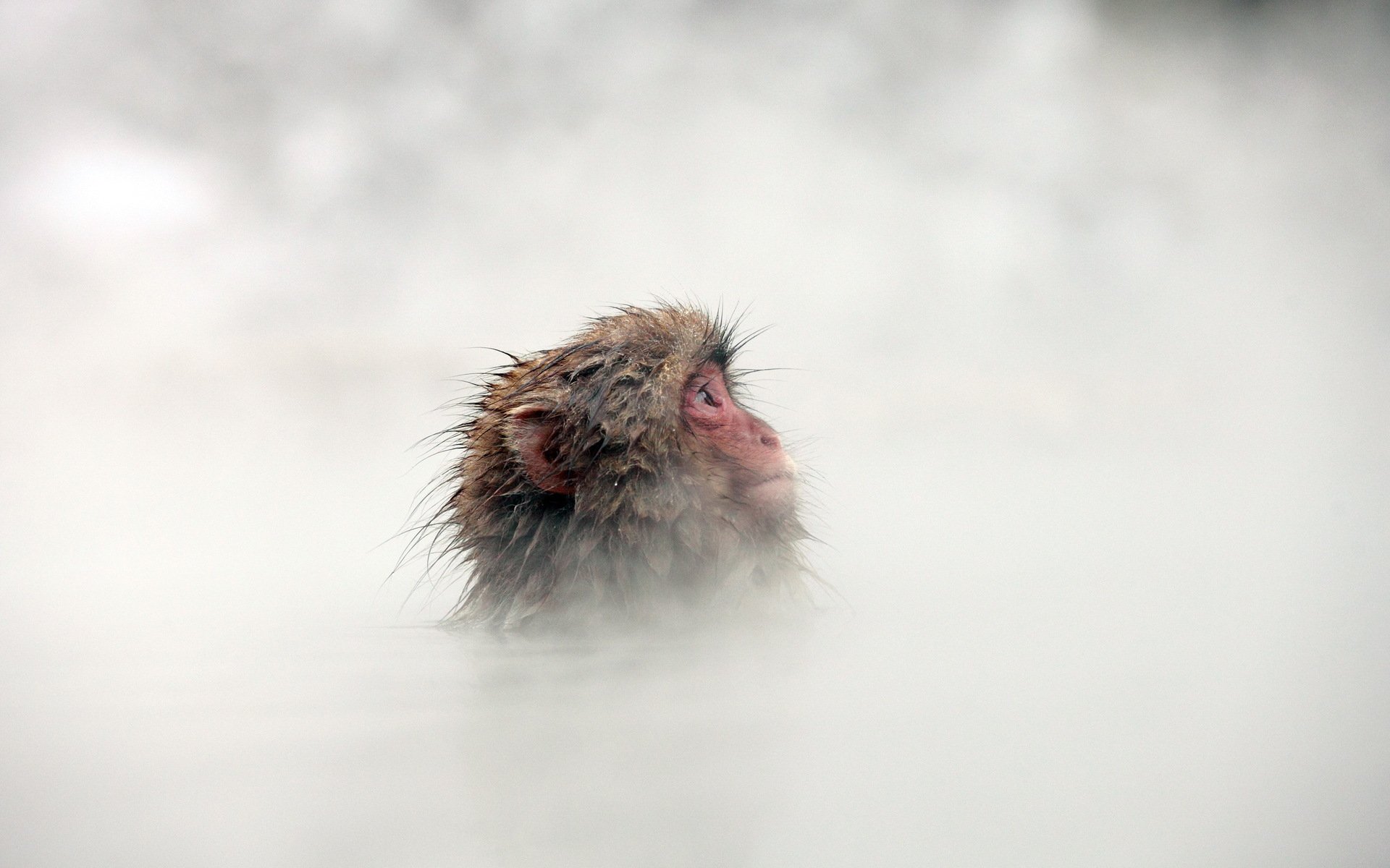 HD desktop wallpaper of a Japanese macaque, also known as a snow monkey, emerging from misty hot spring water in a serene winter setting.