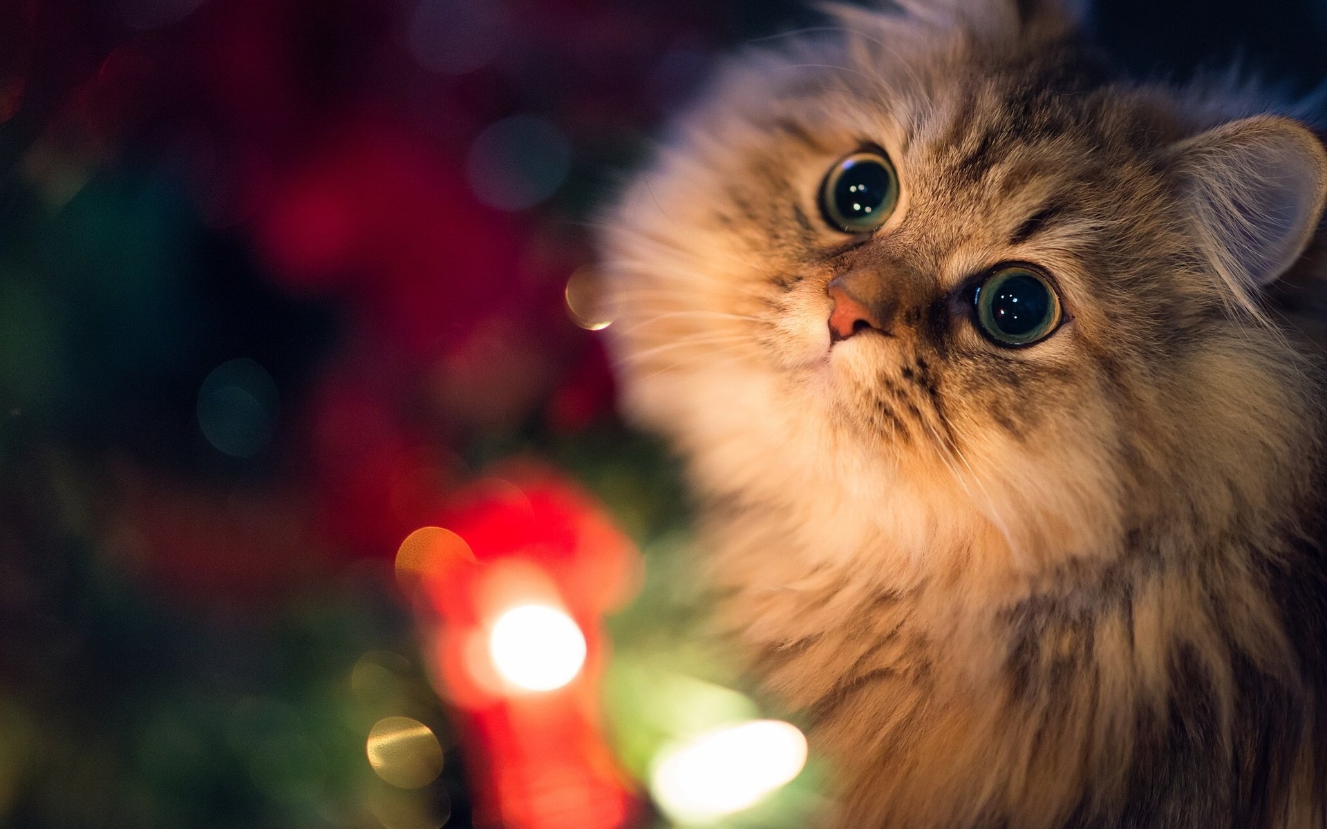 A close-up of a fluffy cat with large, expressive eyes, set against a softly blurred background of colorful lights, creating a warm and inviting atmosphere. HD PC desktop wallpaper.