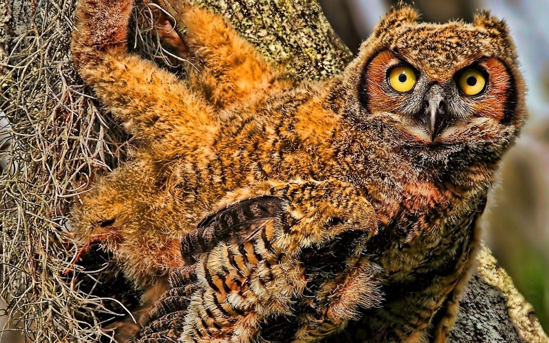 Download Animal Owl HD Wallpaper