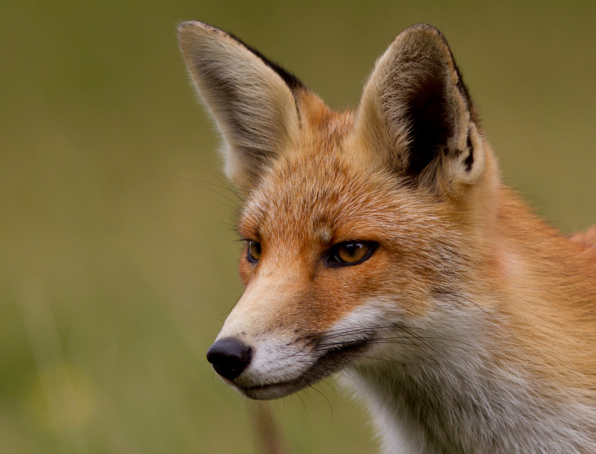 Download Animal Fox HD Wallpaper