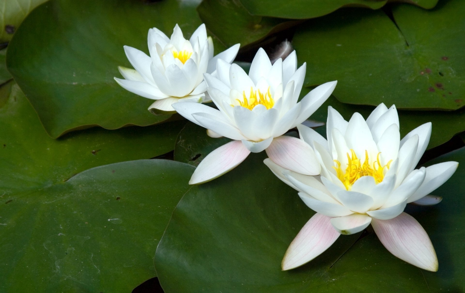 A serene image of white water lilies blooming amidst lush green leaves, showcasing the beauty of nature. This vibrant scene serves as a stunning HD desktop wallpaper and background.